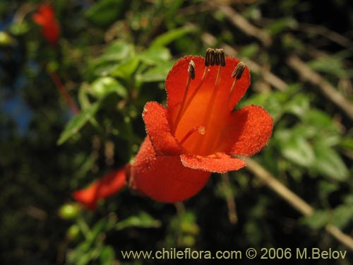 Image of Mitraria coccinea (Botellita / Vochi-vochi). Click to enlarge parts of image.